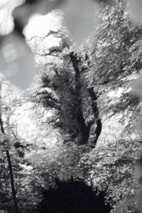 S/H-Billeder-af-Skov-natur